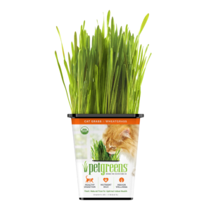 Pet Greens 100% Organic Wheatgrass Live Cat Grass